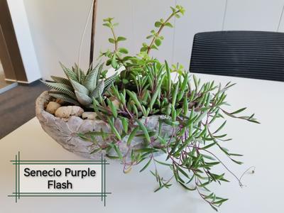 Senecio Purple Flash - Obrázok č. 1