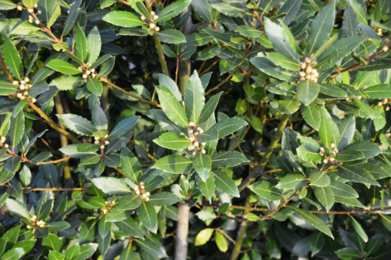 Oblíbená bobkovišeň: Jak ji pěstovat?