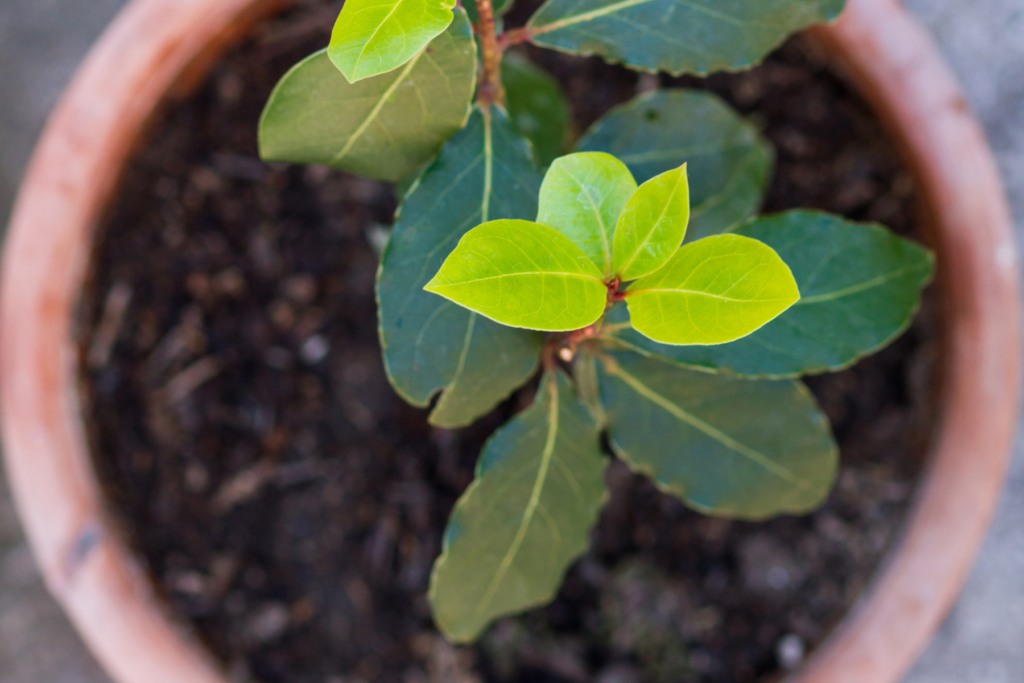 Jak sázet vavřínovec?
