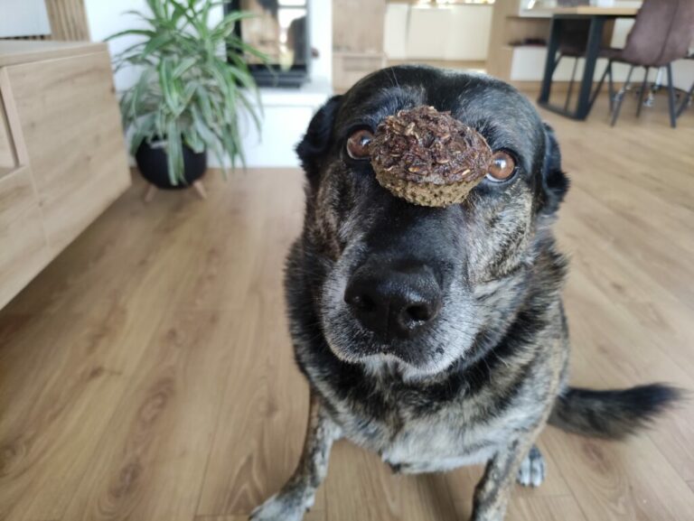 Recept na domácí pamlsky pro psa jen ze 4 surovin