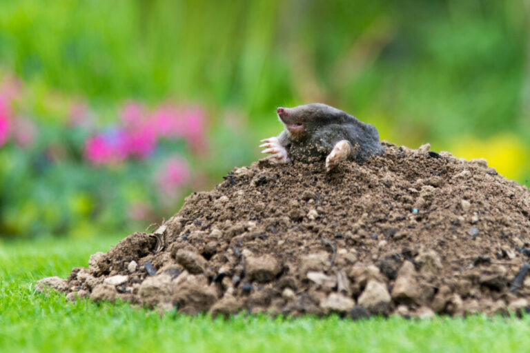 Jak se zbavit krtka na zahradě? Toto je 12 osvědčených tipů z našeho fóra
