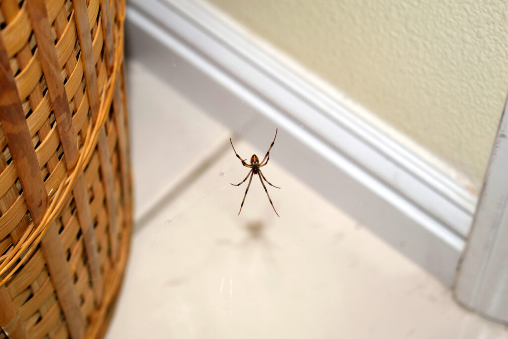 7 efektivních tipů, jak se zbavit pavouků v domácnosti