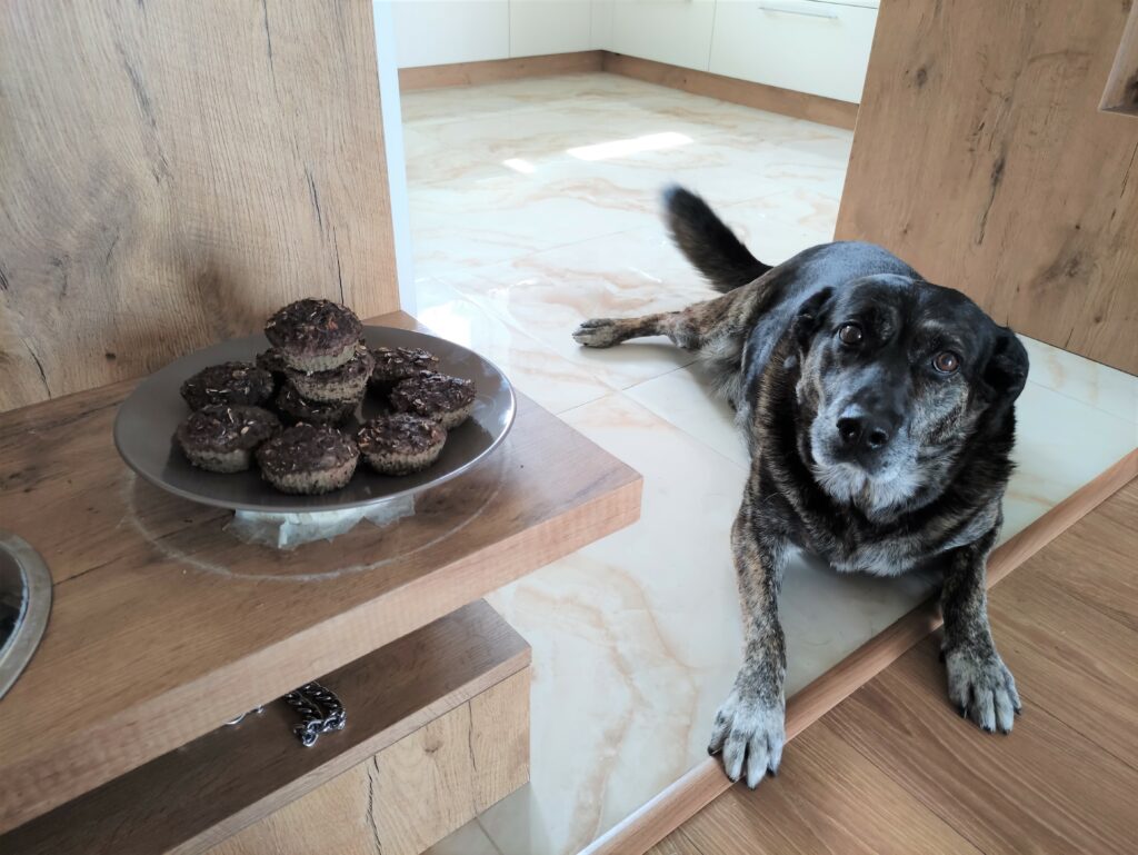 pes leží vedle talíře s domácími pamlsky