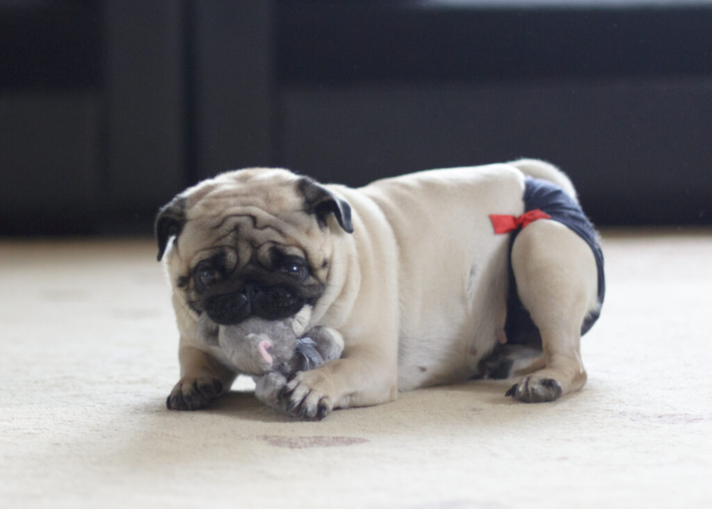 jak zvládnout hárání feny