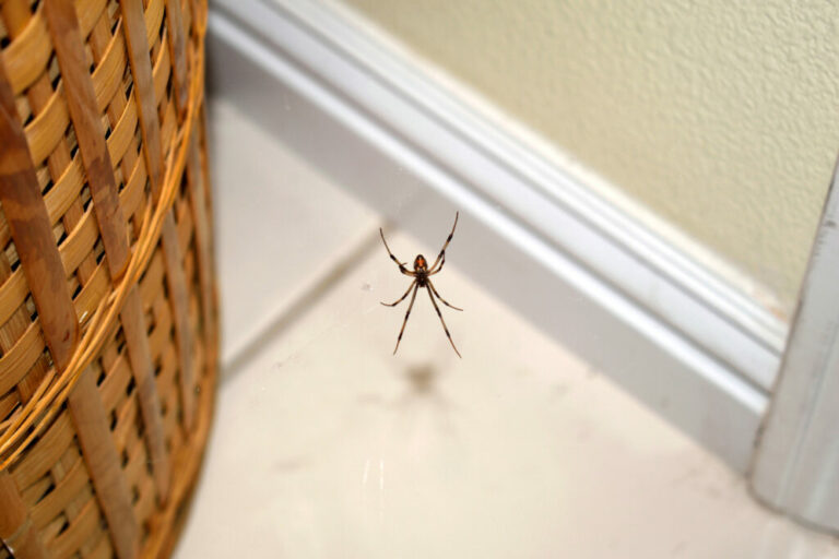 jak se zbavit pavouků v domácnosti