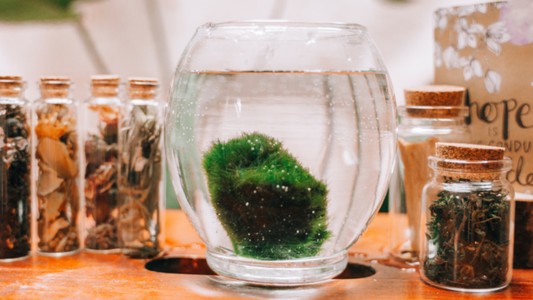 Řasokoule – atraktivní doplněk domácnosti i pro nenáročné