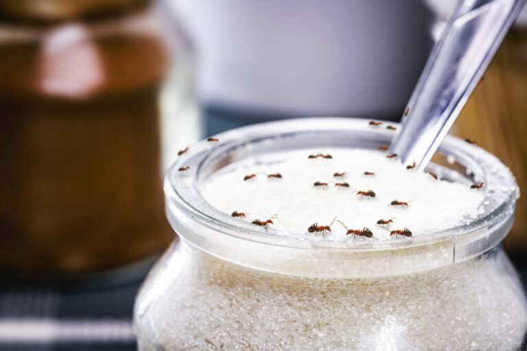 Jak se zbavit mravenců v domácnosti bez chemie?