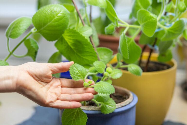 Rýmovník - pěstování, využití a účinky