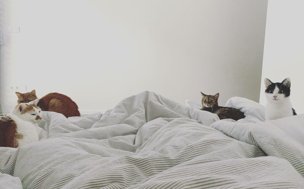 kočky v posteli