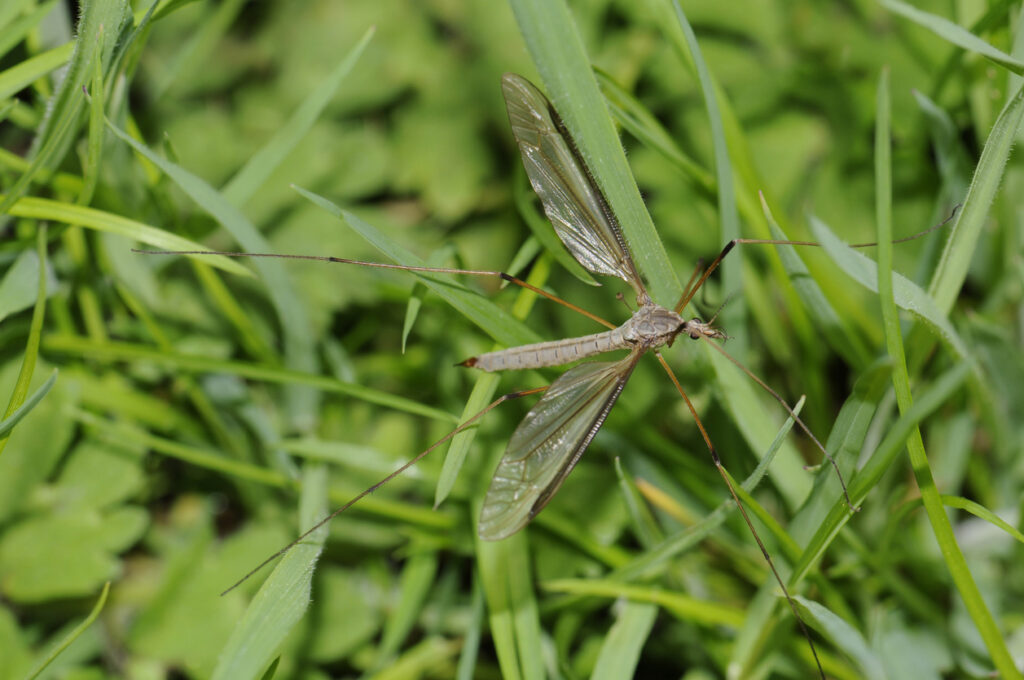 mospilan postřik na larvy tipule v trávníku