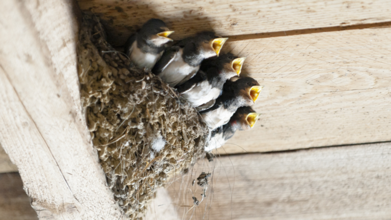 Jak vyplašit vlaštovky? Zabraňte jim stavět hnízda rychle a bezpečně
