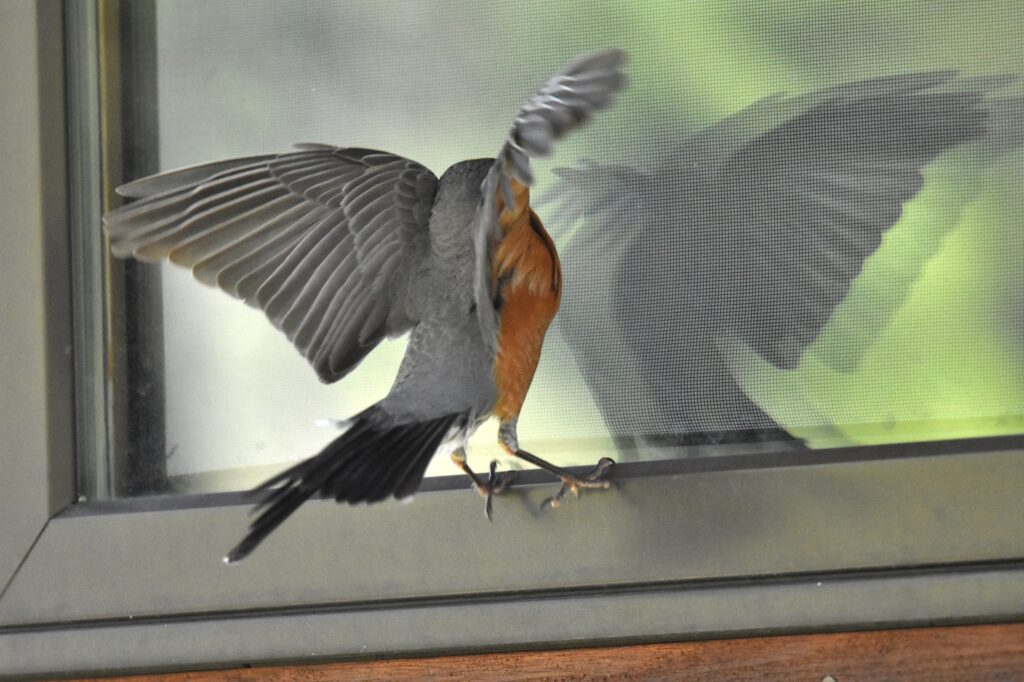  nárazy ptáků do oken