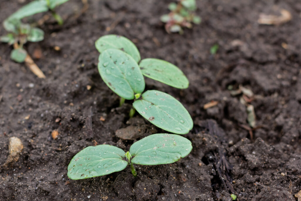 Kdy pěstovat okurky