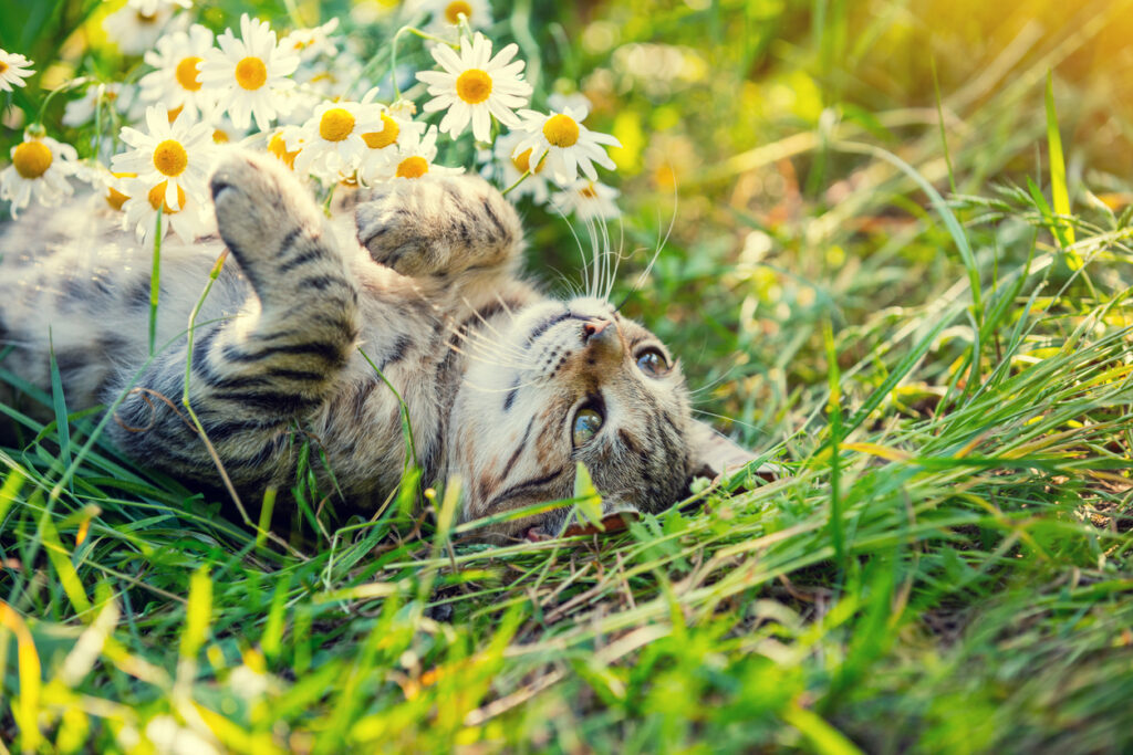 Jak odplašit kočku ze zahrady: Pomůže vůně, zvuk i přirozený nepřítel