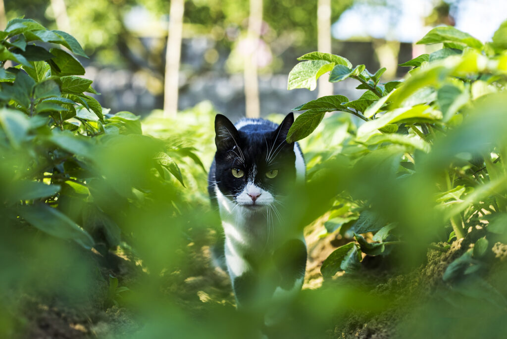 jak vyhnat kočku ze zahrady