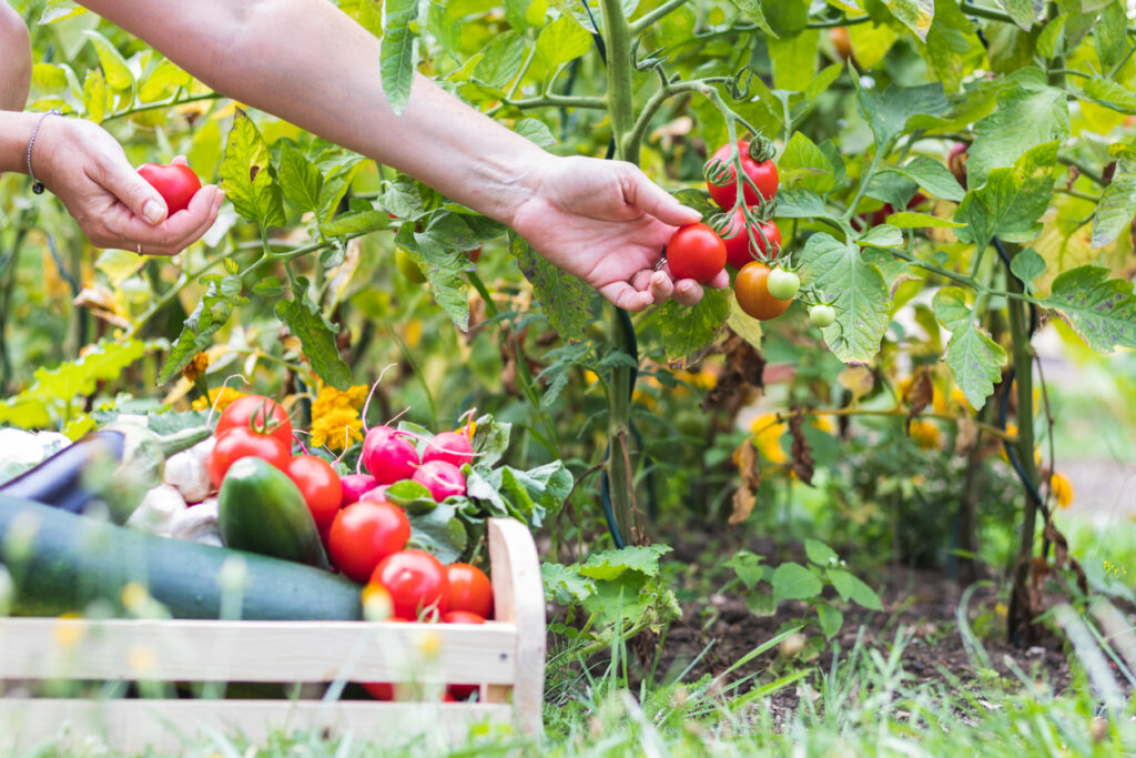 jak pěstovat rajčata 