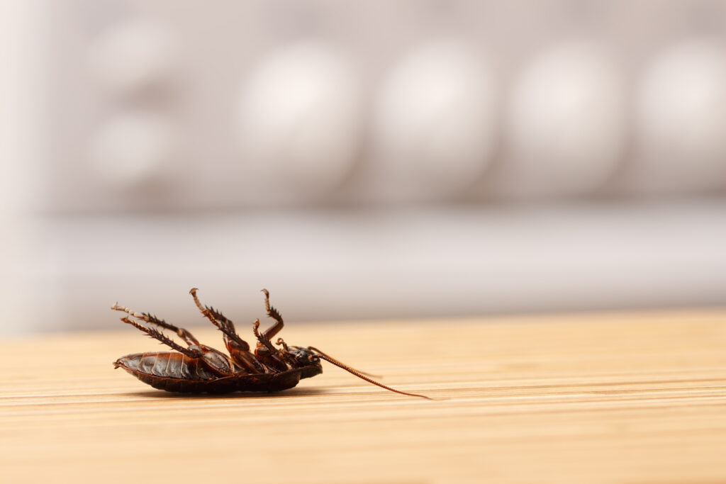 Jak se zbavit švábů: Velký přehled možností