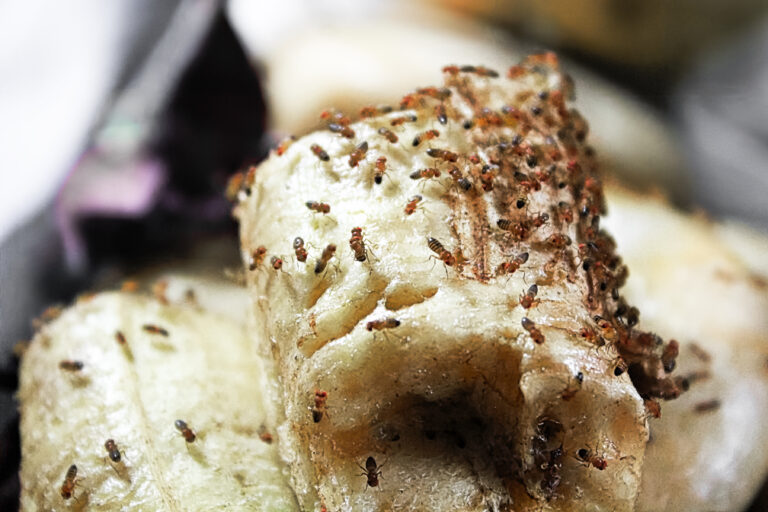 Vinné mušky (octomilky): Nejlepší obranou je útok