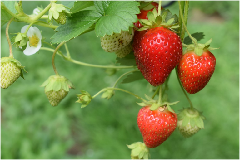 Jak na pěstování jahod a různé druhy jejich zpracování