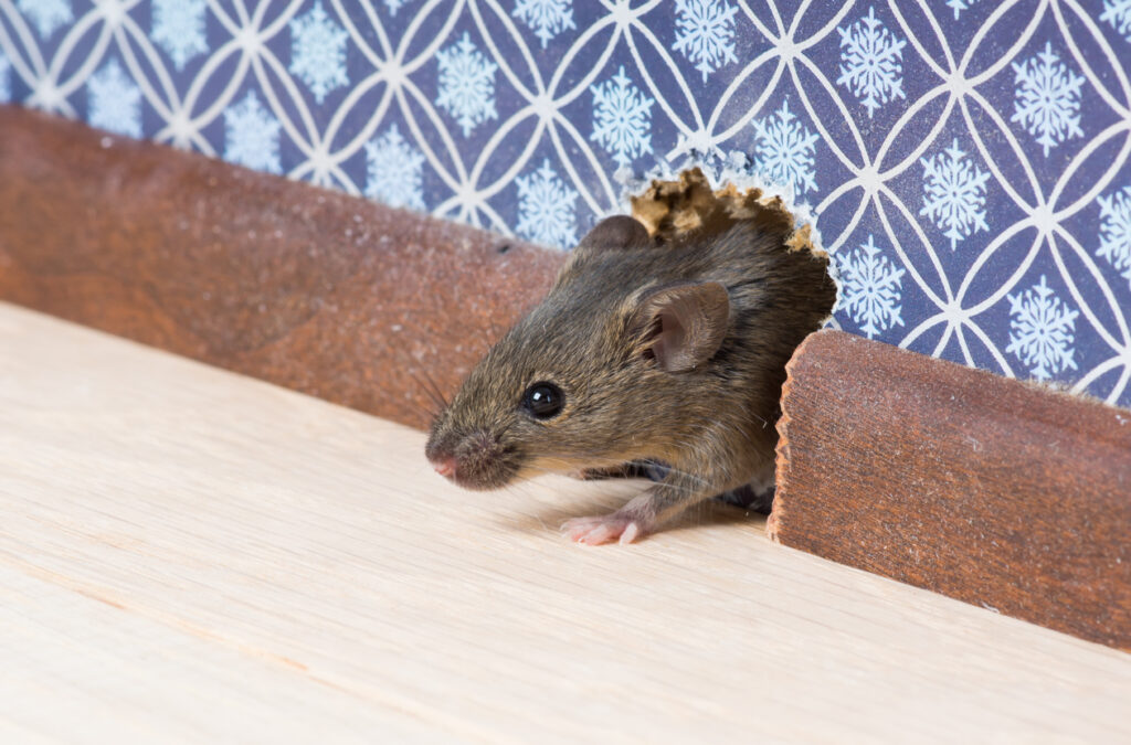 myši ve fasádě domu