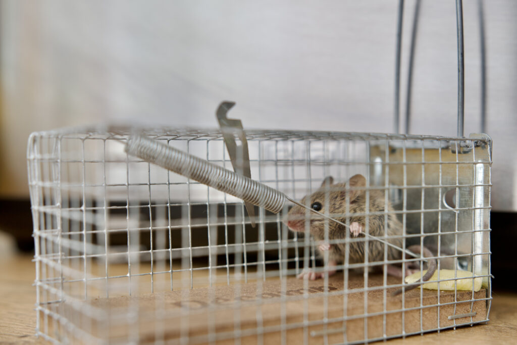 pasti a prostředky proti myším