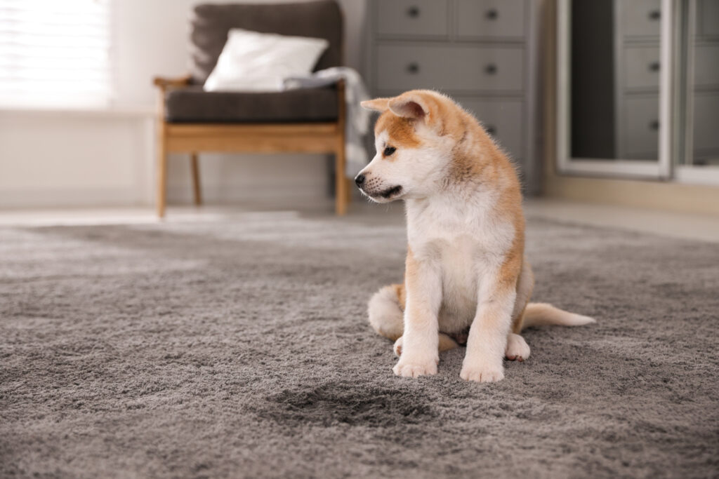 jak vyčistit koberec od psa