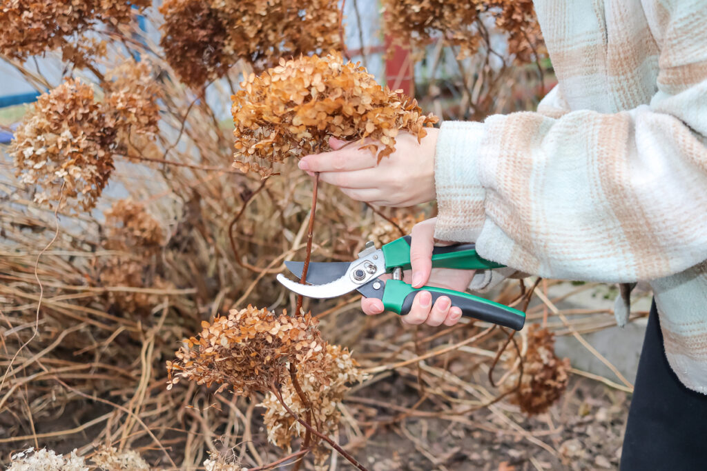 řez hortenzie na podzim