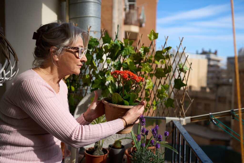 zazimování balkonových květin